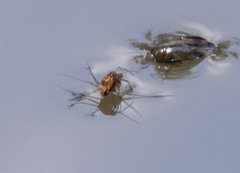 Trepobates pictus
