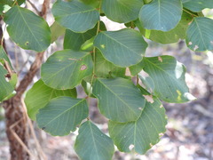 Erythrophleum chlorostachys