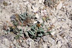 Penstemon immanifestus