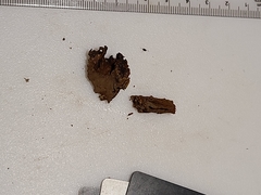 Fulvifomes johnsonianus