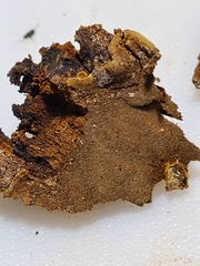 Fulvifomes johnsonianus