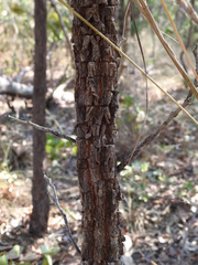 Erythrophleum chlorostachys