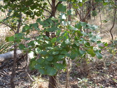 Erythrophleum chlorostachys