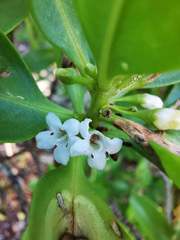 Myoporum crassifolium