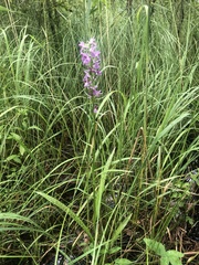 Dactylorhiza majalis baltica