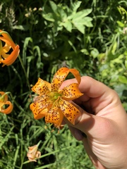 Lilium pardalinum vollmeri