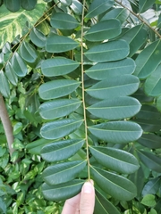 Simarouba