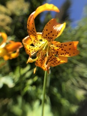 Lilium pardalinum vollmeri