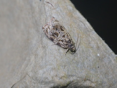 Phaecasiophora leechi