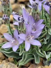Campanula scabrella