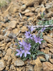 Campanula scabrella