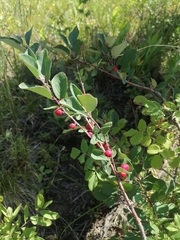 Cotoneaster tjuliniae