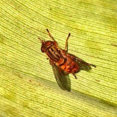 Parhelophilus divisus