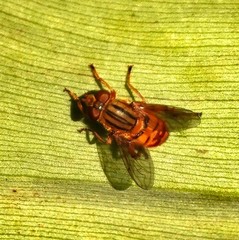 Parhelophilus divisus