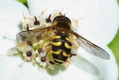 Dasysyrphus