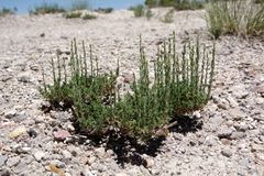 Artemisia pygmaea