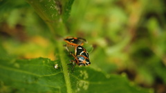 Eurydema gebleri