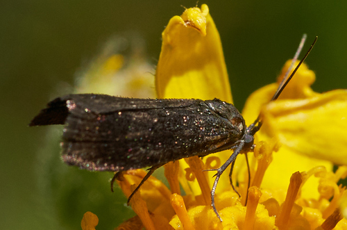 iNaturalist observation photo of Pyla