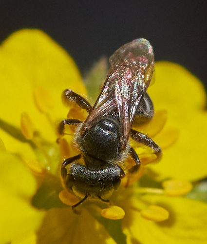 iNaturalist observation photo of Tripartite Sweat Bee