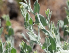 Calystegia malacophylla pedicellata