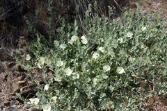 Calystegia malacophylla pedicellata