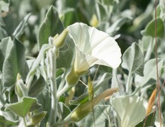 Calystegia malacophylla pedicellata