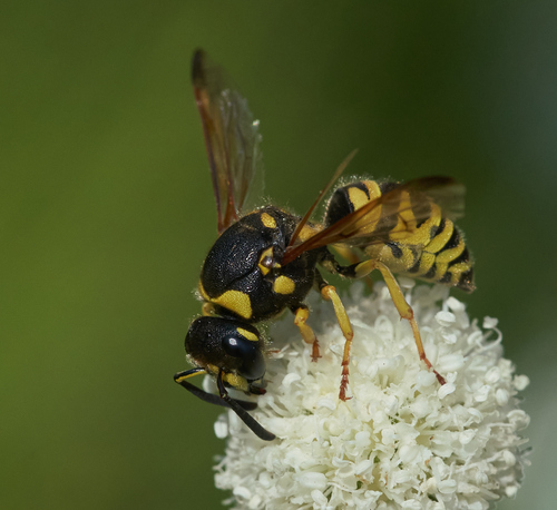 iNaturalist observation photo of Ancistrocerus