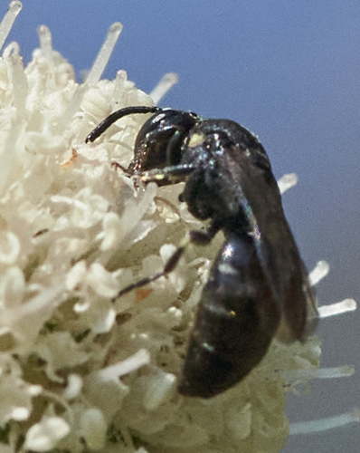 iNaturalist observation photo of Masked Bees