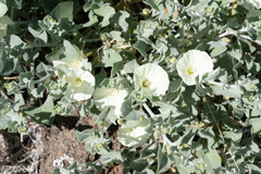 Calystegia malacophylla pedicellata