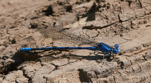 iNaturalist observation photo of Vivid Dancer
