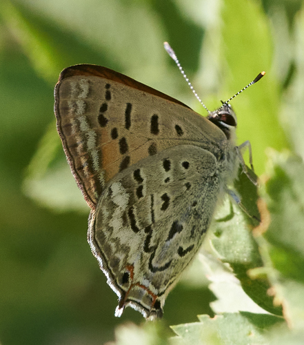 iNaturalist observation photo of Tailed Copper