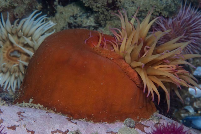 Pseudactinia