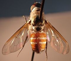 Chrysanthrax crocinus