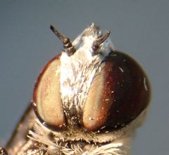 Chrysanthrax crocinus
