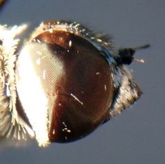 Chrysanthrax crocinus