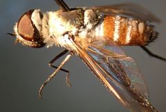 Chrysanthrax crocinus