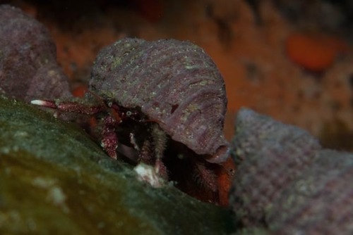 Paguristes gamianus (H.Milne-Edwards, 1836)