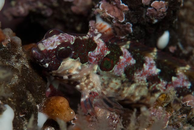 Lace klipfish (Blennioclinus brachycephalus) — Clinidae