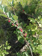 Cotoneaster tjuliniae