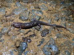 Desmognathus orestes