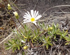 Celmisia angustifolia