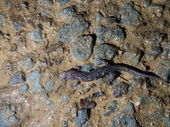 Desmognathus orestes