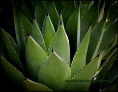 Agave parryi parryi