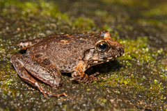 Anamallais Indian Frog photo 4