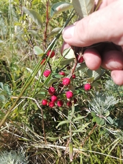 Cotoneaster tjuliniae