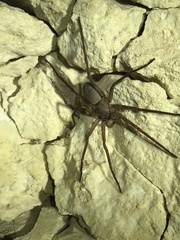 Ctenus valverdiensis