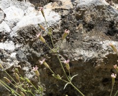 Silene verecunda