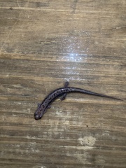 Desmognathus orestes