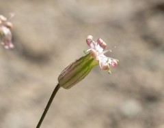 Silene verecunda