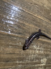 Desmognathus orestes